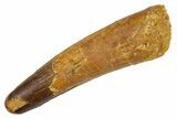 Fossil Spinosaurus Tooth - Real Dinosaur Tooth #305732-1